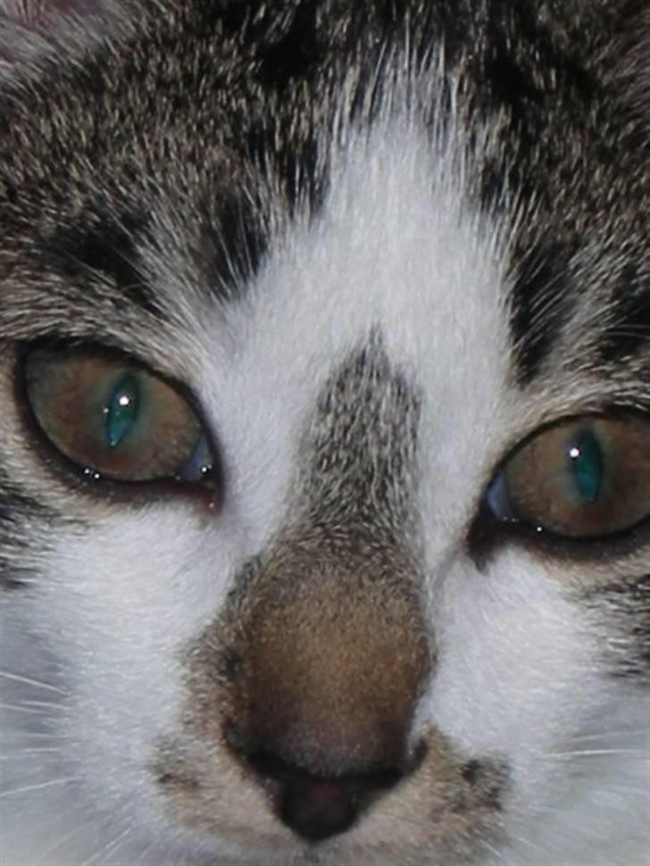 Blanding af racer Maggie Diamond <3 billede 6