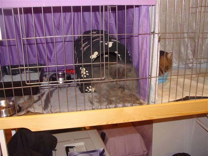 Perser Dronning Dagmar billede 18