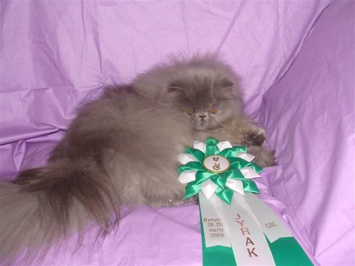 Perser Dronning Dagmar billede 20