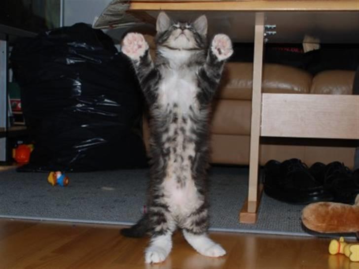 Maine Coon Satuvi´s Linus Caldwell - Og fisken var SÅ Stor ! :D billede 1