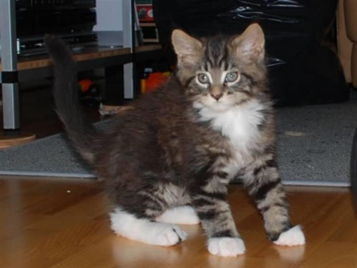 Maine Coon Satuvi´s Linus Caldwell billede 2