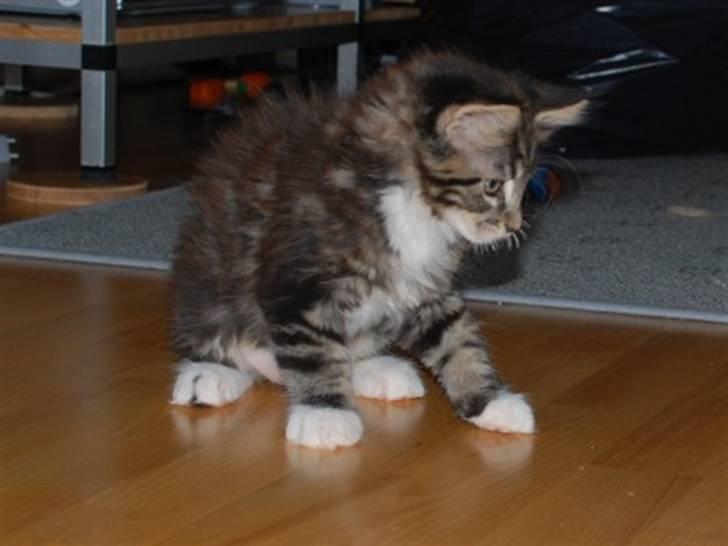 Maine Coon Satuvi´s Linus Caldwell billede 3