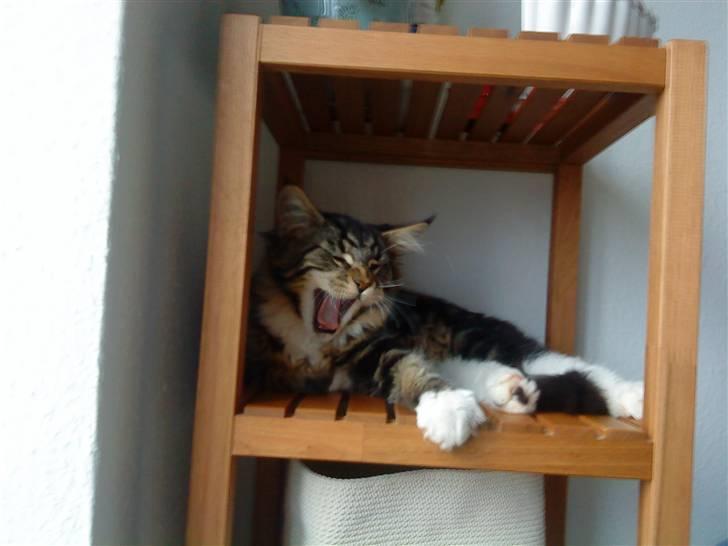 Maine Coon Satuvi´s Linus Caldwell - Køb bananer, køb bananer, køb bananer her hos maaaaiiiiii :D billede 4