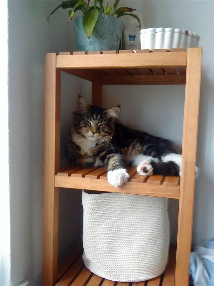 Maine Coon Satuvi´s Linus Caldwell billede 5