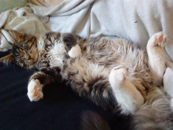 Maine Coon Satuvi´s Linus Caldwell - Filtret pels ? nej da.. jeg ligger jo ikke engang på den :D billede 6