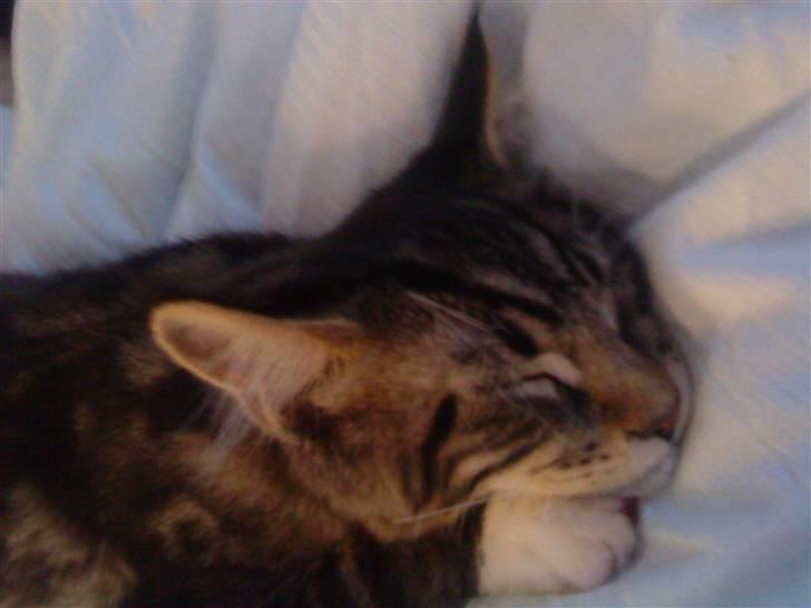 Maine Coon Satuvi´s Linus Caldwell billede 7