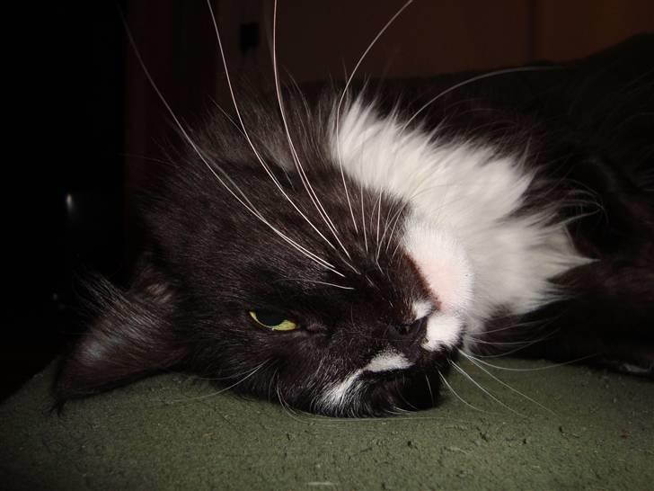 Maine Coon Ditacas Malou * SÆLGES* - 2år gammel billede 10