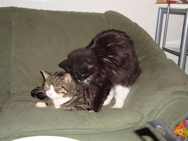 Maine Coon Ditacas Malou * SÆLGES* - malou og sofus billede 11