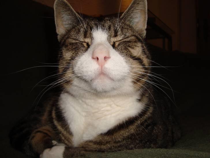 Huskat sofus *solgt* - sofus som slapper lidt af billede 1