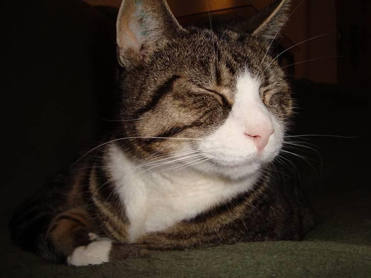 Huskat sofus *solgt* - slapper stadig af billede 2