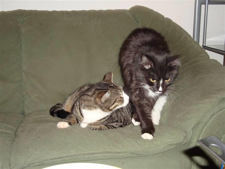 Huskat sofus *solgt* - malou og sofus som driller hinanden billede 3