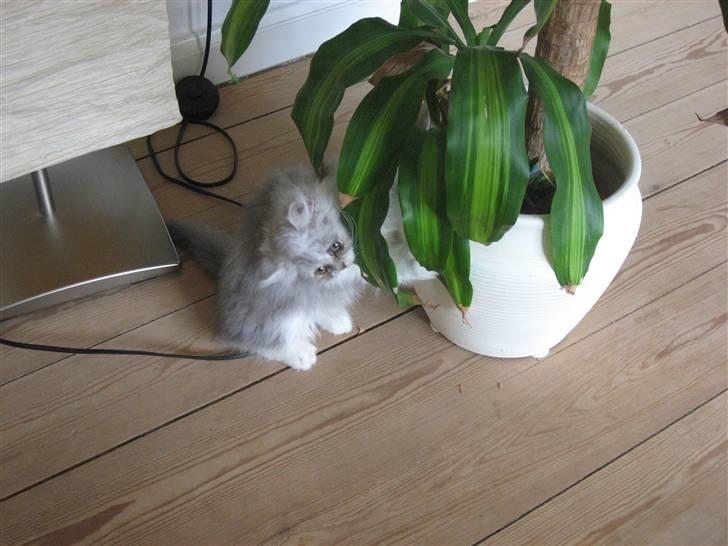 Perser Dumle - Mums - Mors planter:) billede 6