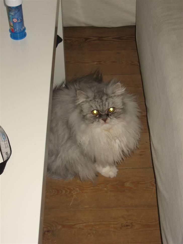 Perser Dumle - Åååh haarj:) billede 7