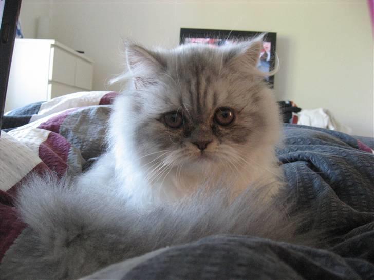 Perser Dumle - Morgenmad på sengen:) billede 8