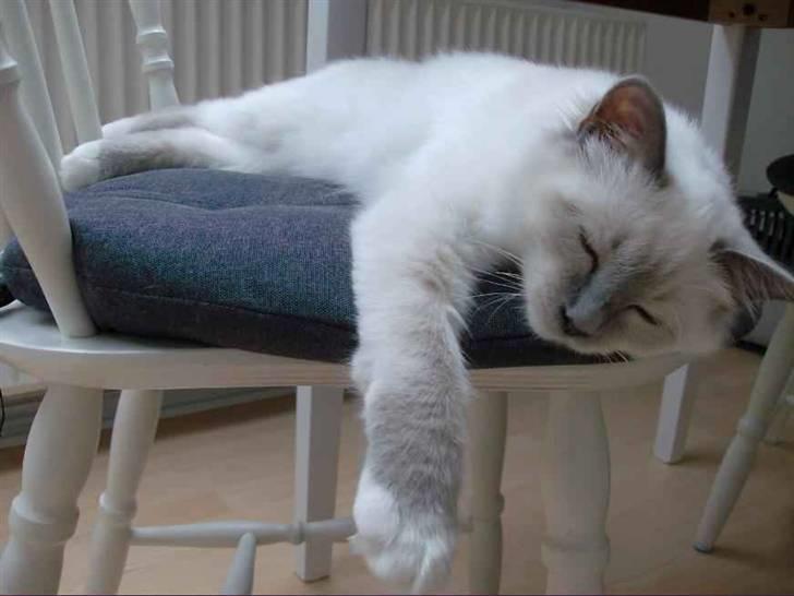 Hellig Birma BeautyQueen (aka Molly) billede 19