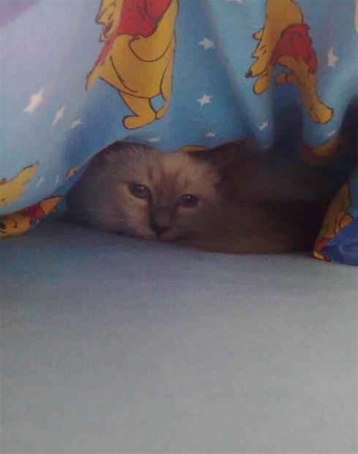 Hellig Birma BeautyQueen (aka Molly) billede 20