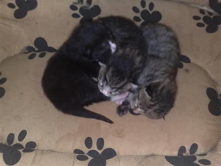 Blanding af racer sasi r.i.p billede 12