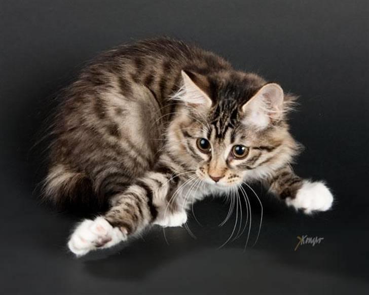 Kurilean Bobtail RGJ Cat's Jenisey billede 1