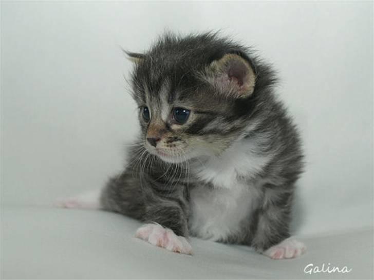 Kurilean Bobtail RGJ Cat's Jenisey billede 2