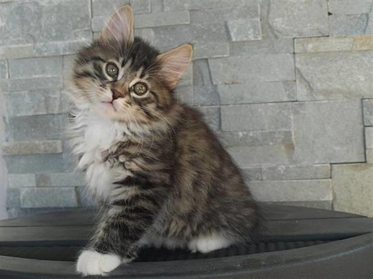 Kurilean Bobtail RGJ Cat's Jenisey billede 3