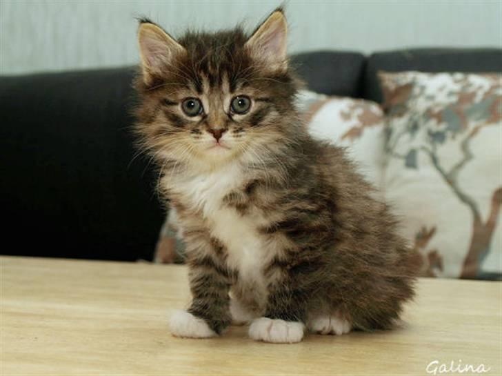 Kurilean Bobtail RGJ Cat's Jenisey billede 4