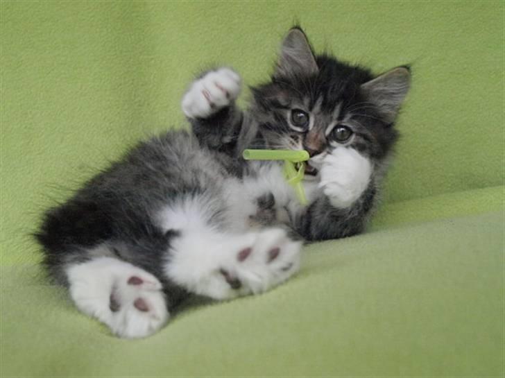 Kurilean Bobtail RGJ Cat's Jenisey billede 5