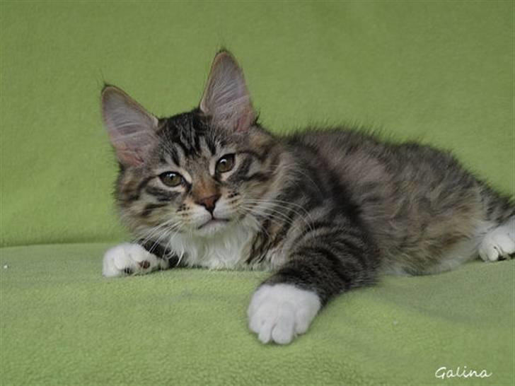 Kurilean Bobtail RGJ Cat's Jenisey billede 6