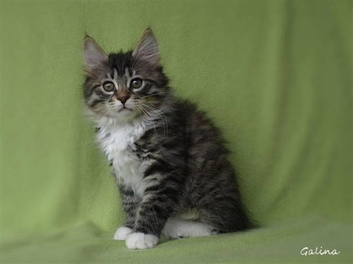 Kurilean Bobtail RGJ Cat's Jenisey billede 7