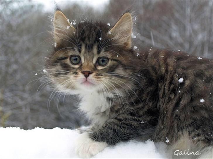 Kurilean Bobtail RGJ Cat's Jenisey billede 8