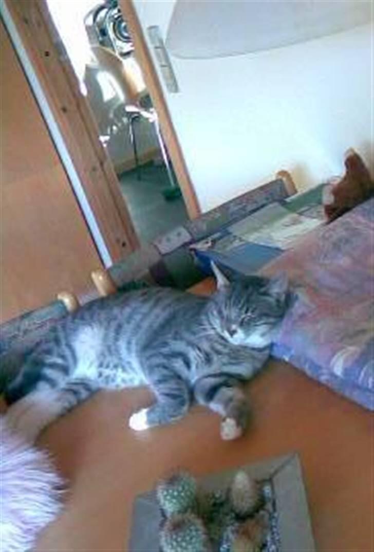 Huskat Klokke billede 1