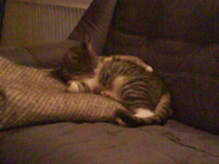 Huskat Klokke billede 5