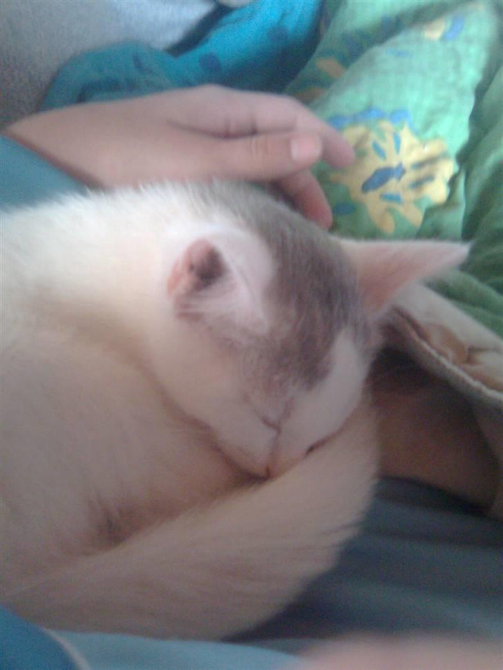 Huskat Misse billede 1