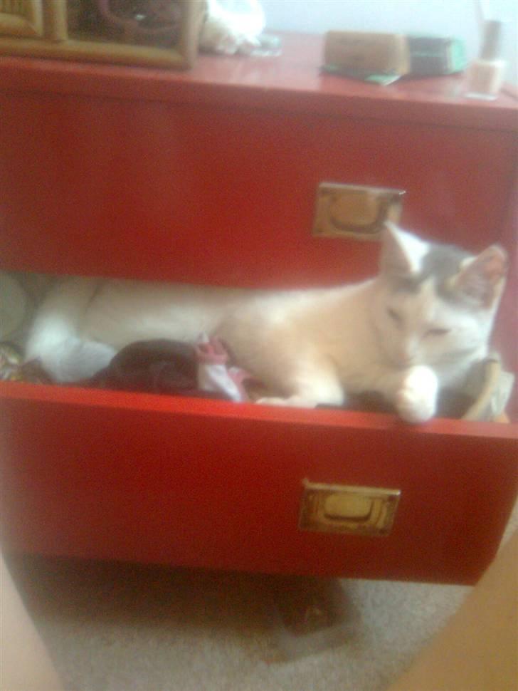 Huskat Misse - Misse fik lige et flip med at ligge i undertøjsskuffen. billede 2