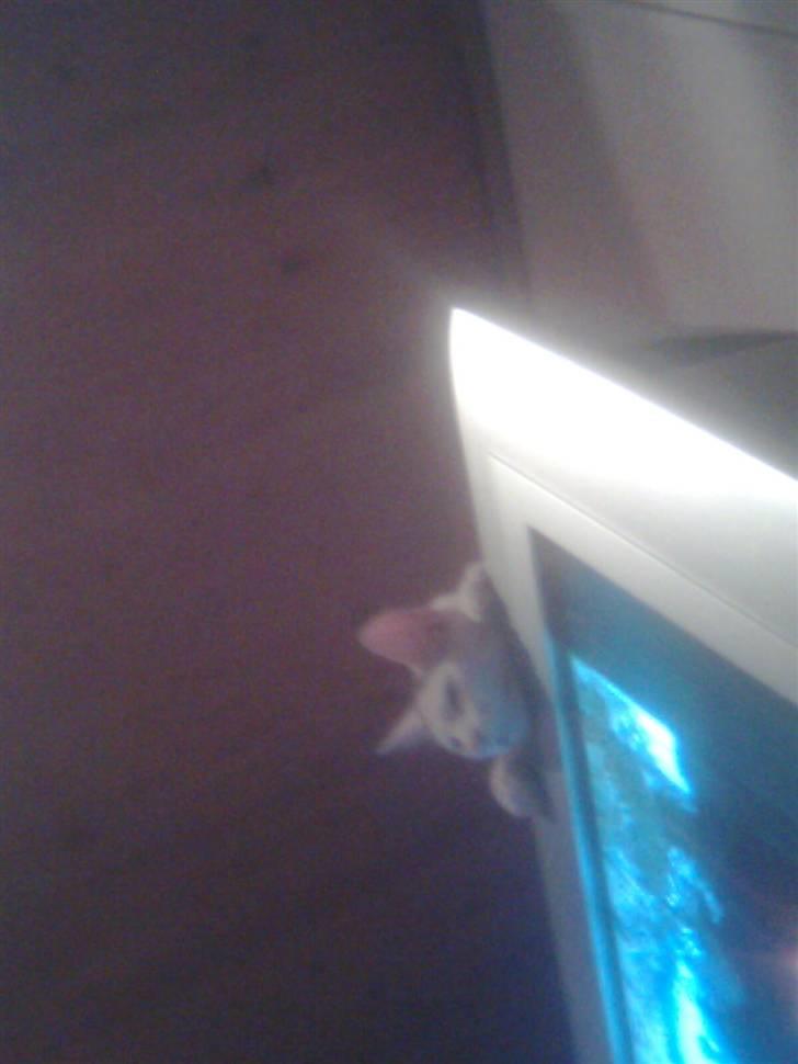 Huskat Misse billede 3