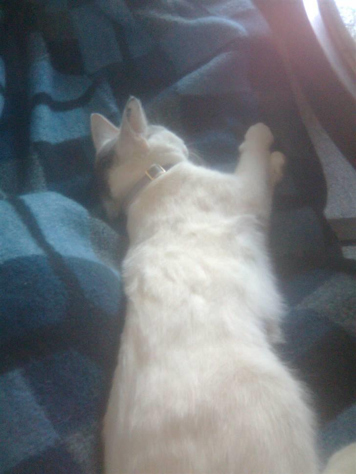 Huskat Misse billede 4