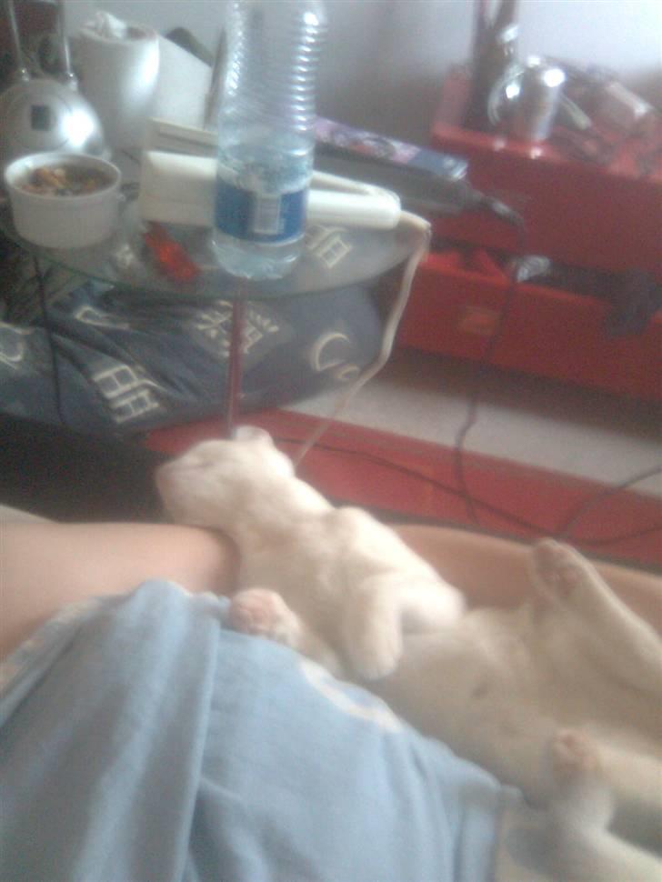 Huskat Misse - hun er blevet lidt tyk på det sidste (: billede 5