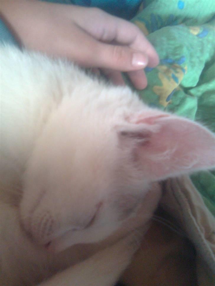 Huskat Misse billede 6