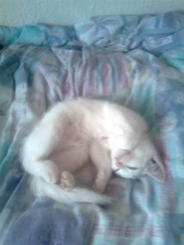 Huskat Misse billede 7