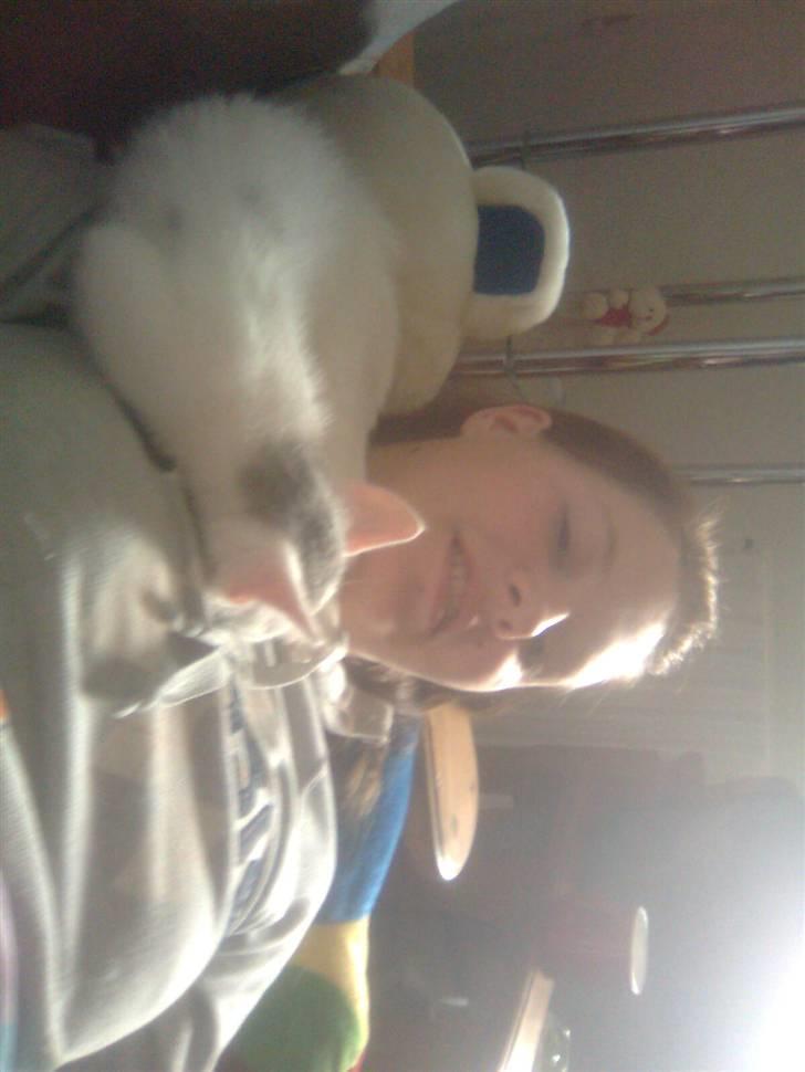 Huskat Misse billede 8