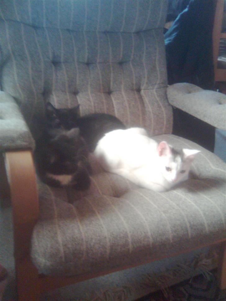 Huskat Misse - Misse ligger sammen med min fars katte (: billede 9