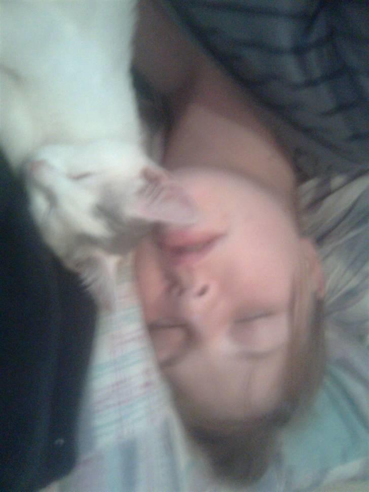 Huskat Misse - Tager mig lige en lur sammen med min kat (: billede 10