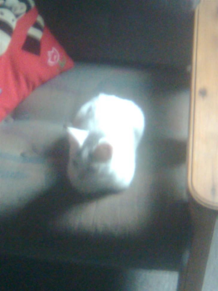 Huskat Misse billede 11