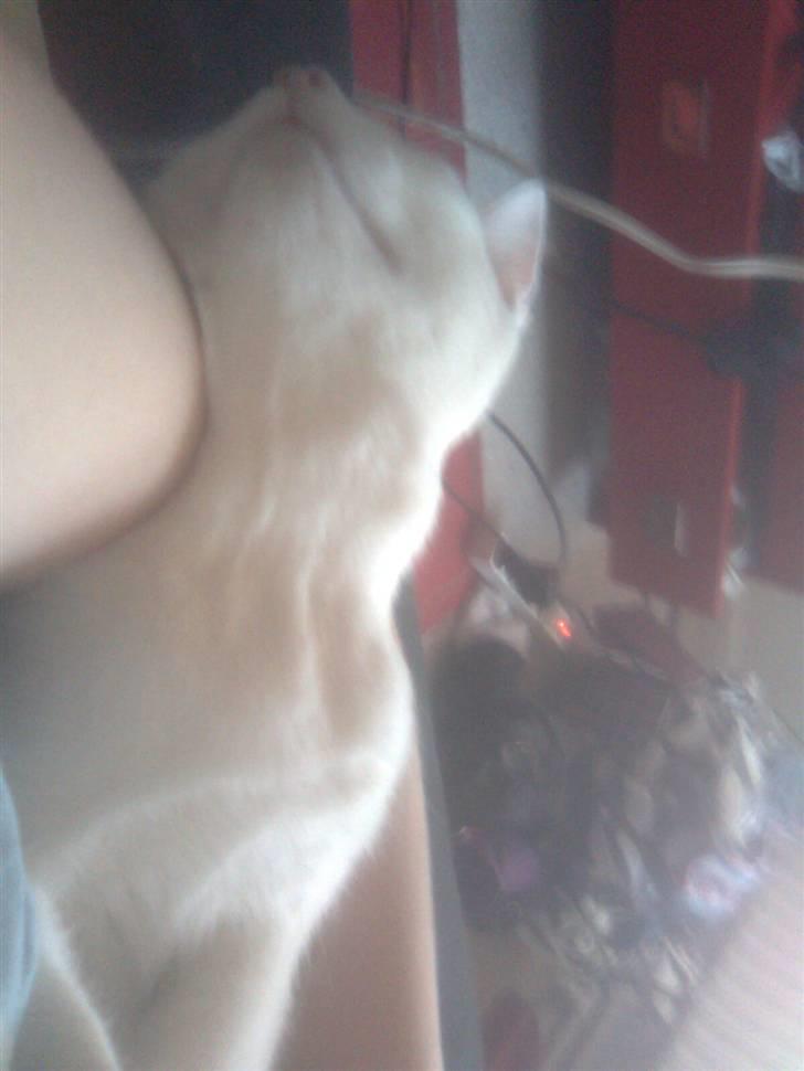 Huskat Misse billede 12