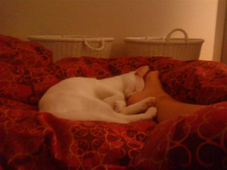 Huskat Pusle billede 10