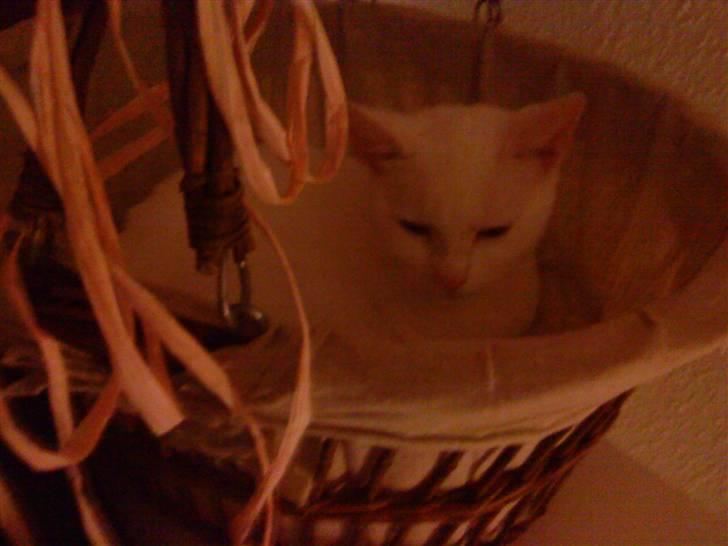 Huskat Pusle billede 11