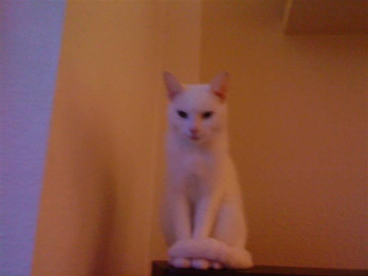 Huskat Pusle billede 12