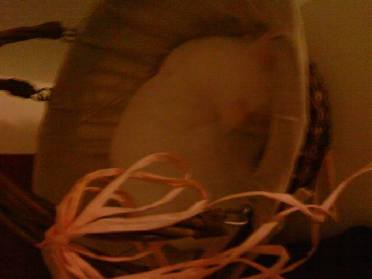 Huskat Pusle billede 13