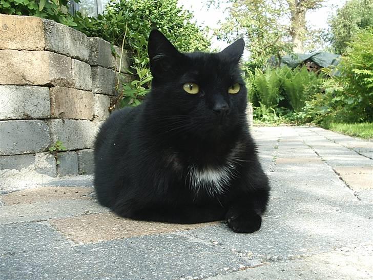 Blanding af racer carmen billede 1