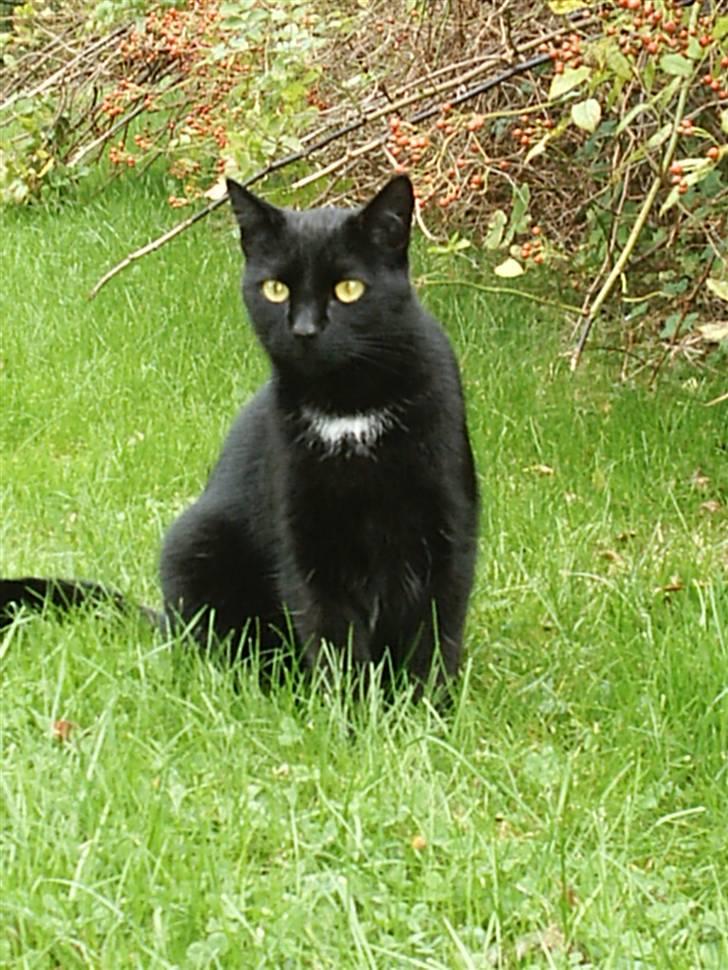 Blanding af racer carmen billede 2