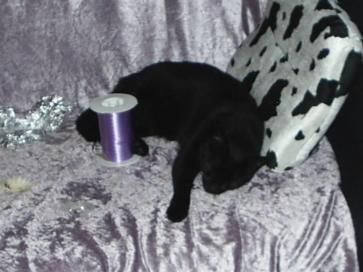 Blanding af racer carmen billede 3